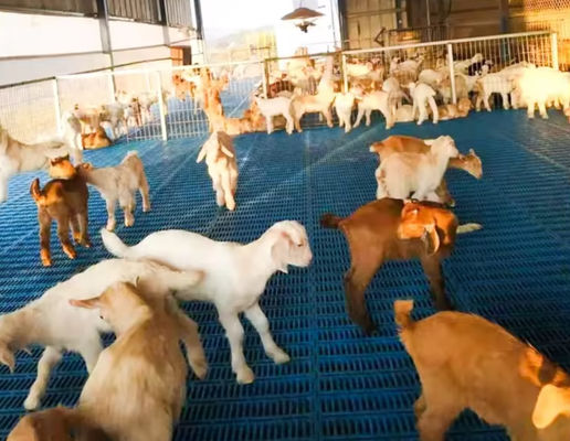 High Strength Easy To Clean And Maintain GRP Floor Grating FRP Molded Pig Chicken Sheep Floor Grating