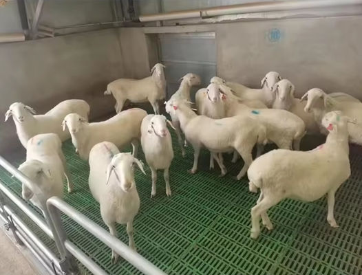 High Strength Easy To Clean And Maintain GRP Floor Grating FRP Molded Pig Chicken Sheep Floor Grating